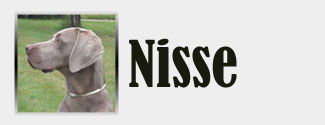 Nisse