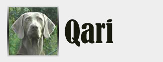 Qari